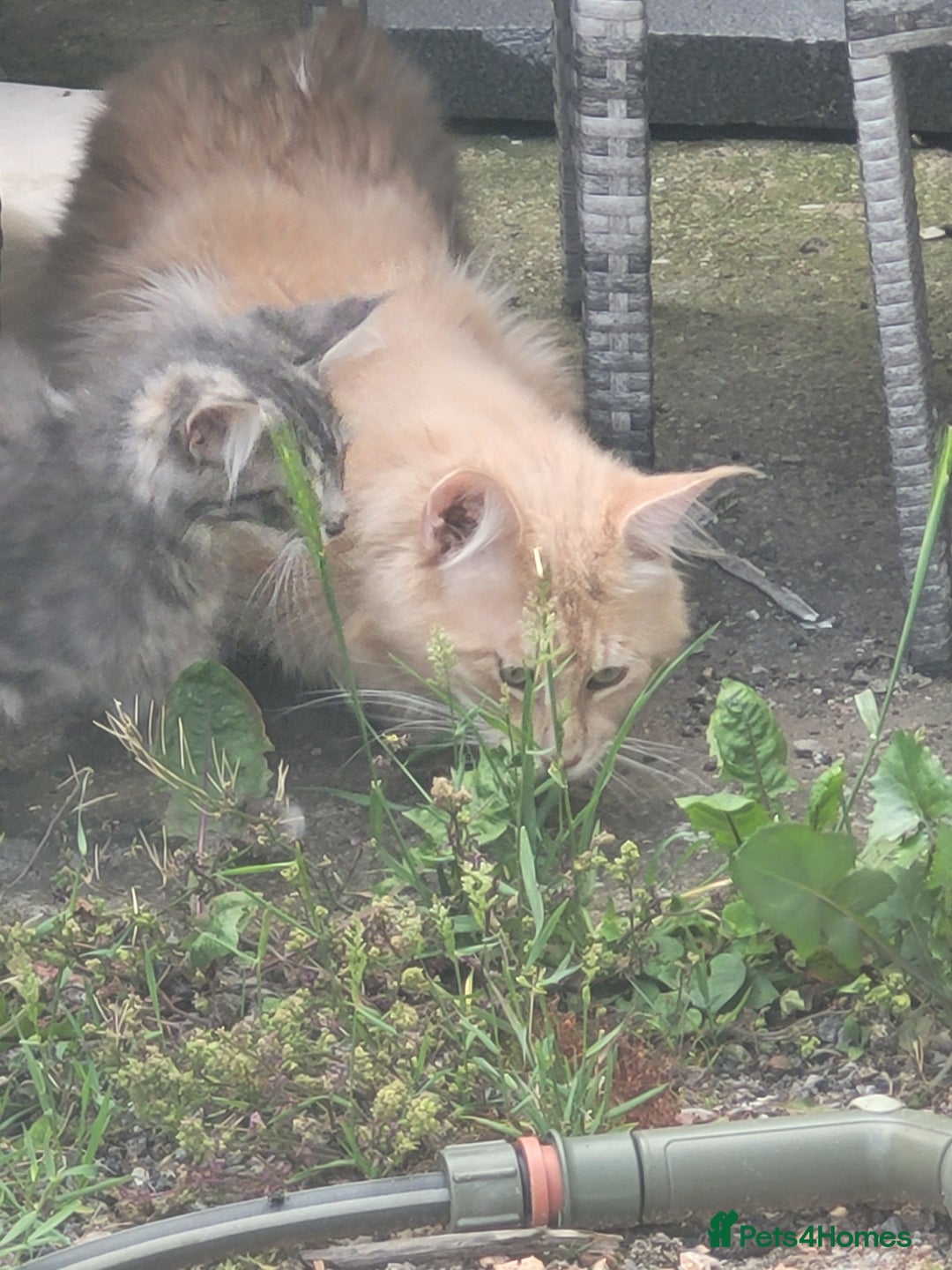Maine Coon cats for stud: Maine coon  male - Image 5