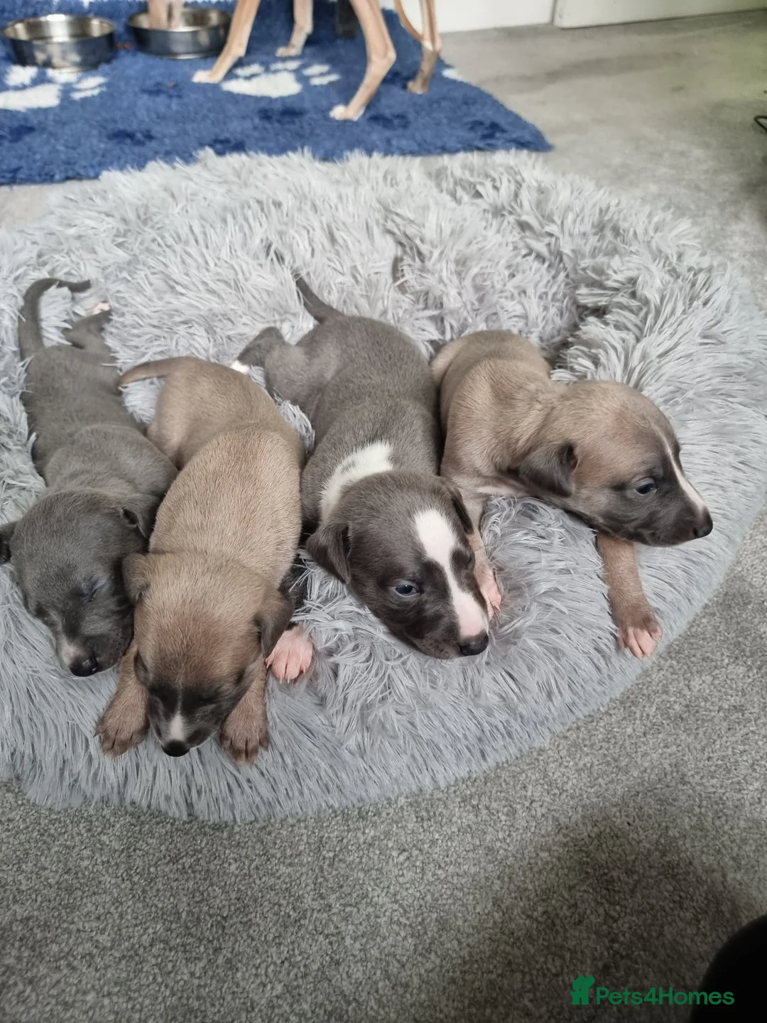 Whippet dogs for sale: Show quality whippets.  - Advert 3