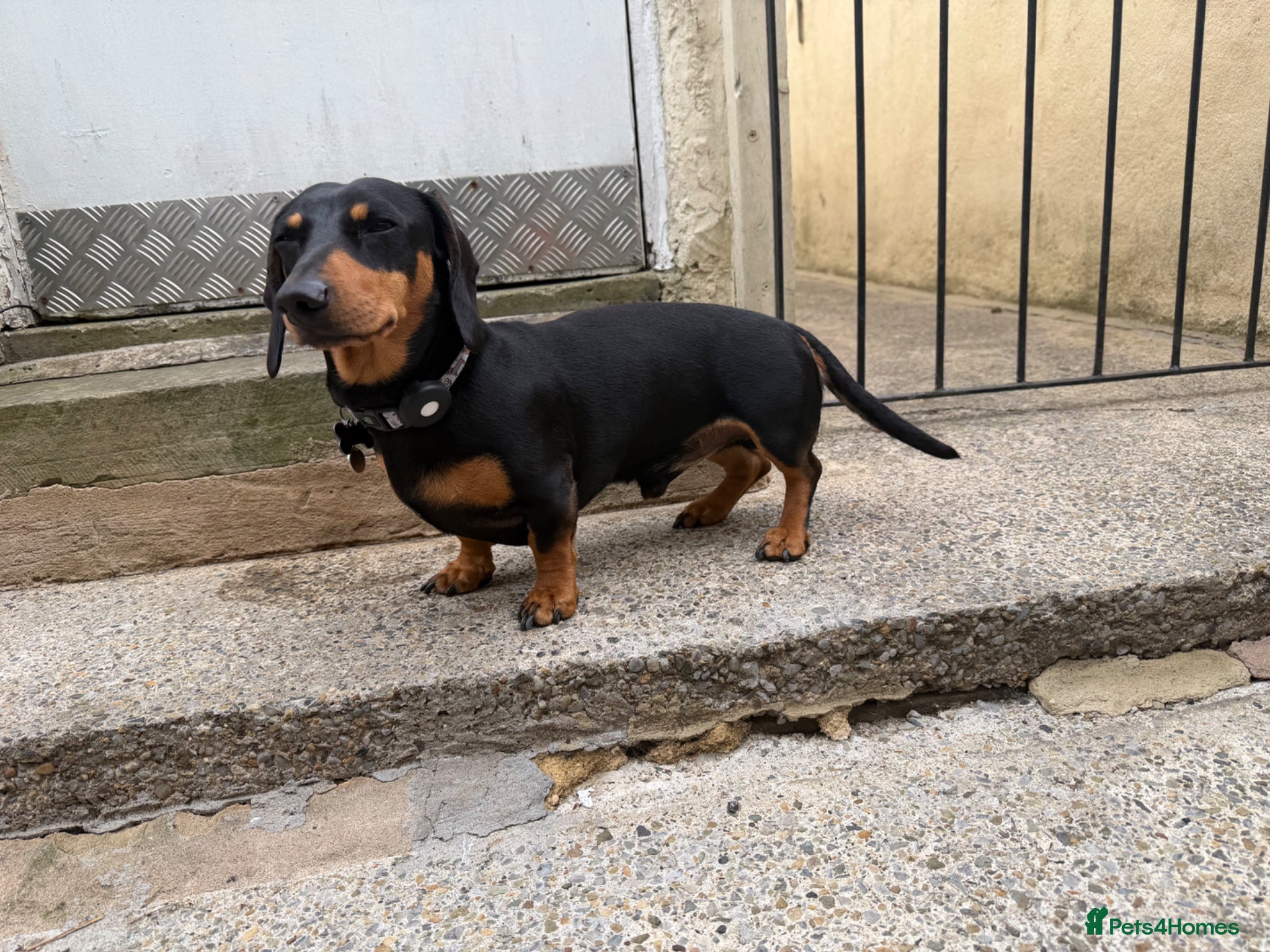 Miniature Dachshund dogs Black and Tan miniature dachshund for stud - Advert 1