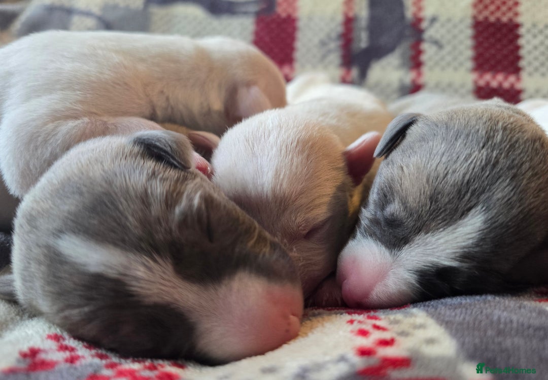 Whippet dogs for sale: KC Registered Small Whippet Puppies - Advert 13