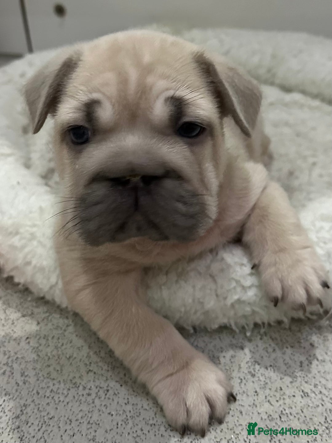 French Bulldog dogs for sale: French bulldog puppies Ready Now! - Advert 23