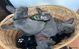 French Bulldog dogs for sale: Solid Blue French Bulldog  - Image 32