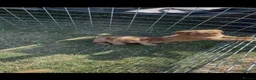 Cockapoo dogs for sale: Healthy cockapoos  - Advert 7