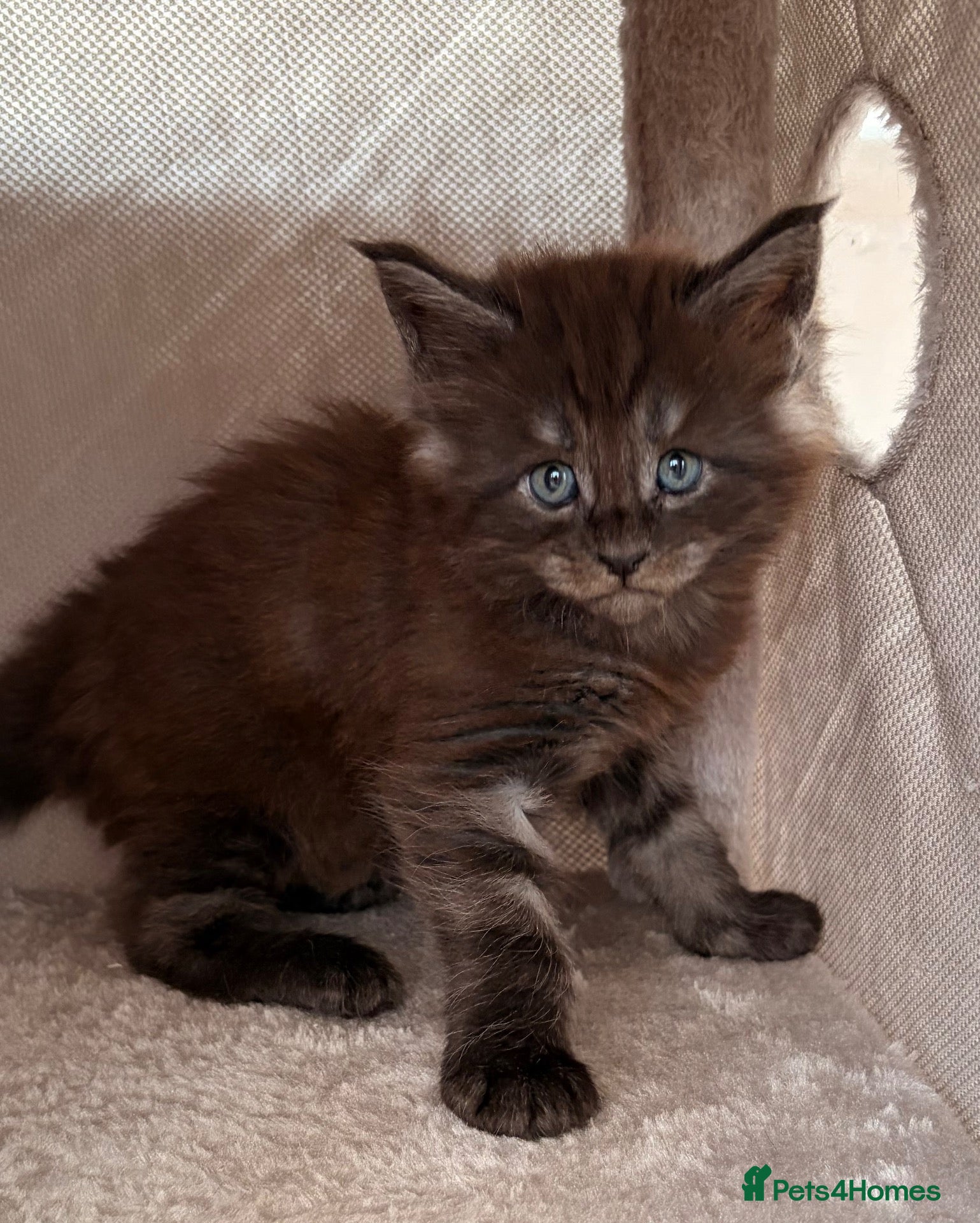 Maine Coon cats Maine coon babies ready to reserve  - Advert 16