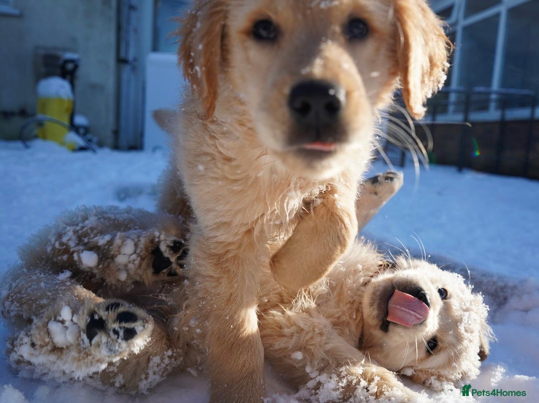 Golden Retriever dogs for sale: KC Fully Trained Golden Retriever Puppies - Advert 13