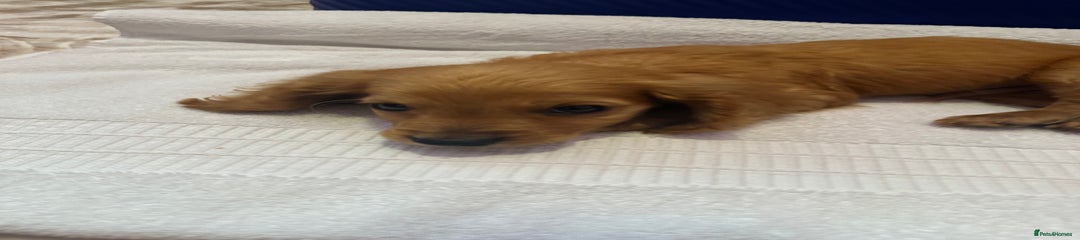 Cockapoo Puppy 2