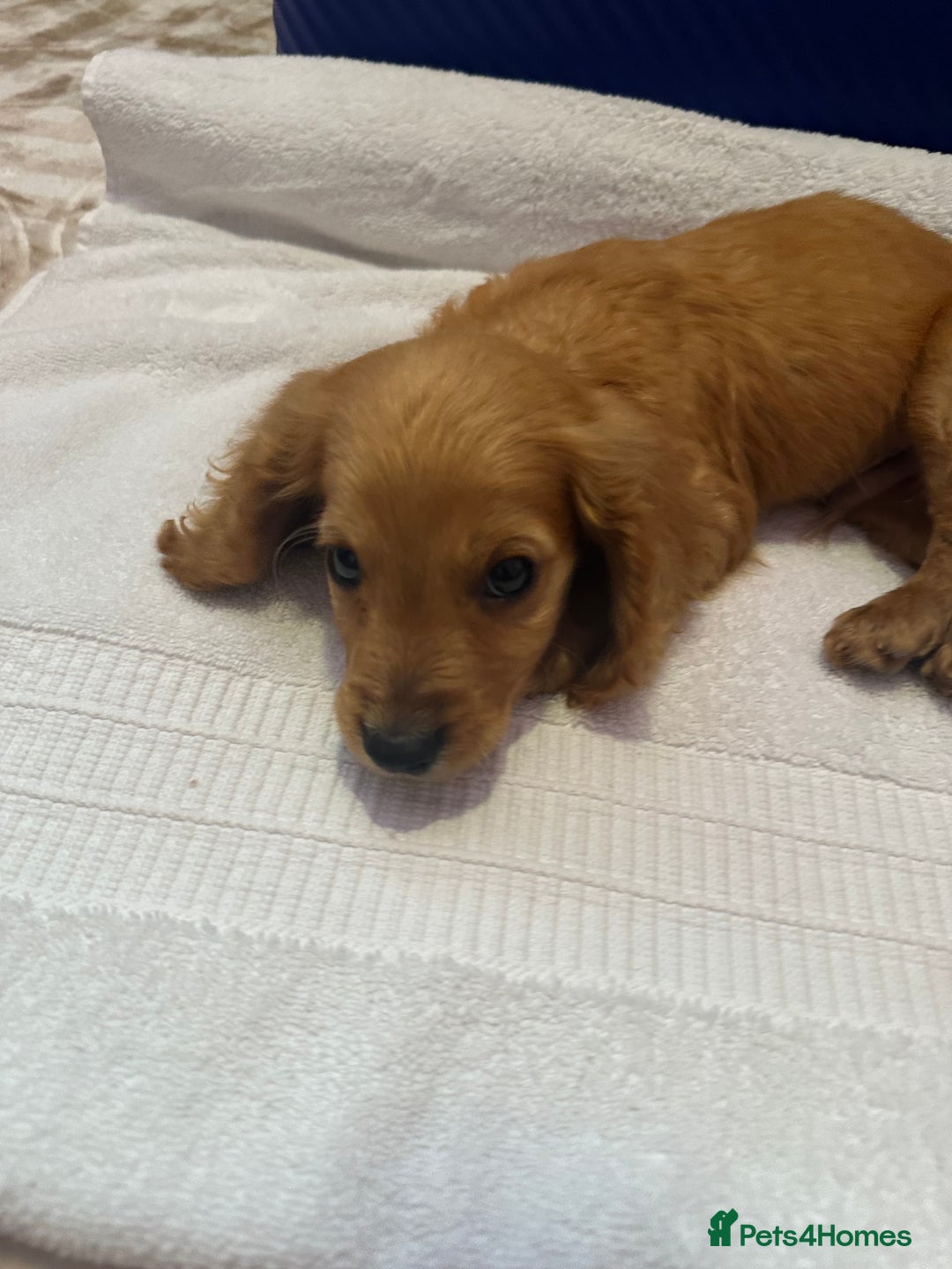 Cockapoo dogs for sale: 6 Beautiful cockerpoos puppies  - Image 5