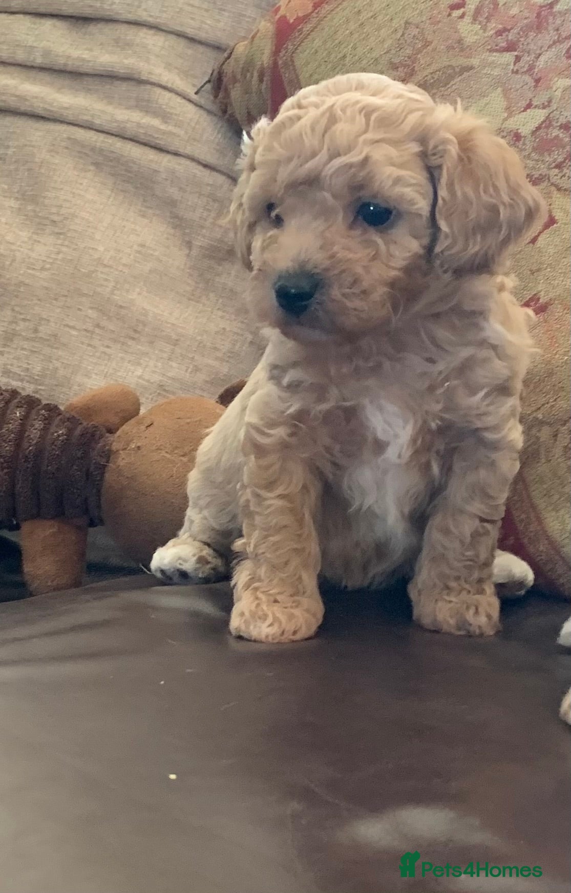 Poochon dogs for sale: Outstanding Poochon puppies  - Advert 6