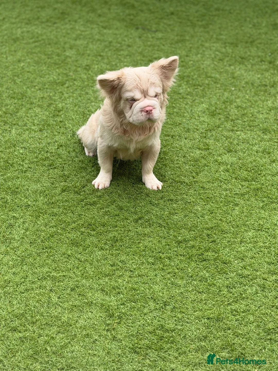 French Bulldog dogs for stud: BONZO🦴 CARAMEL PINK🎀 FLUFFY🧸 **  in Maidstone - Advert 1
