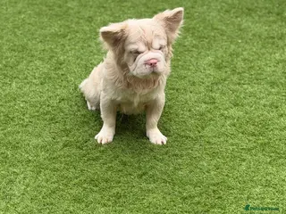 French Bulldog dogs BONZO🦴 CARAMEL PINK🎀BIG ROPE🪢 FLUFFY🧸 - Advert 1