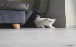 Ragdoll cats for sale: Purebred and Cute Ragdoll in Cardiff - Image 4