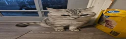 British Shorthair cats for stud: Beautiful Pure tabby bsh male "stud only" - Advert 10