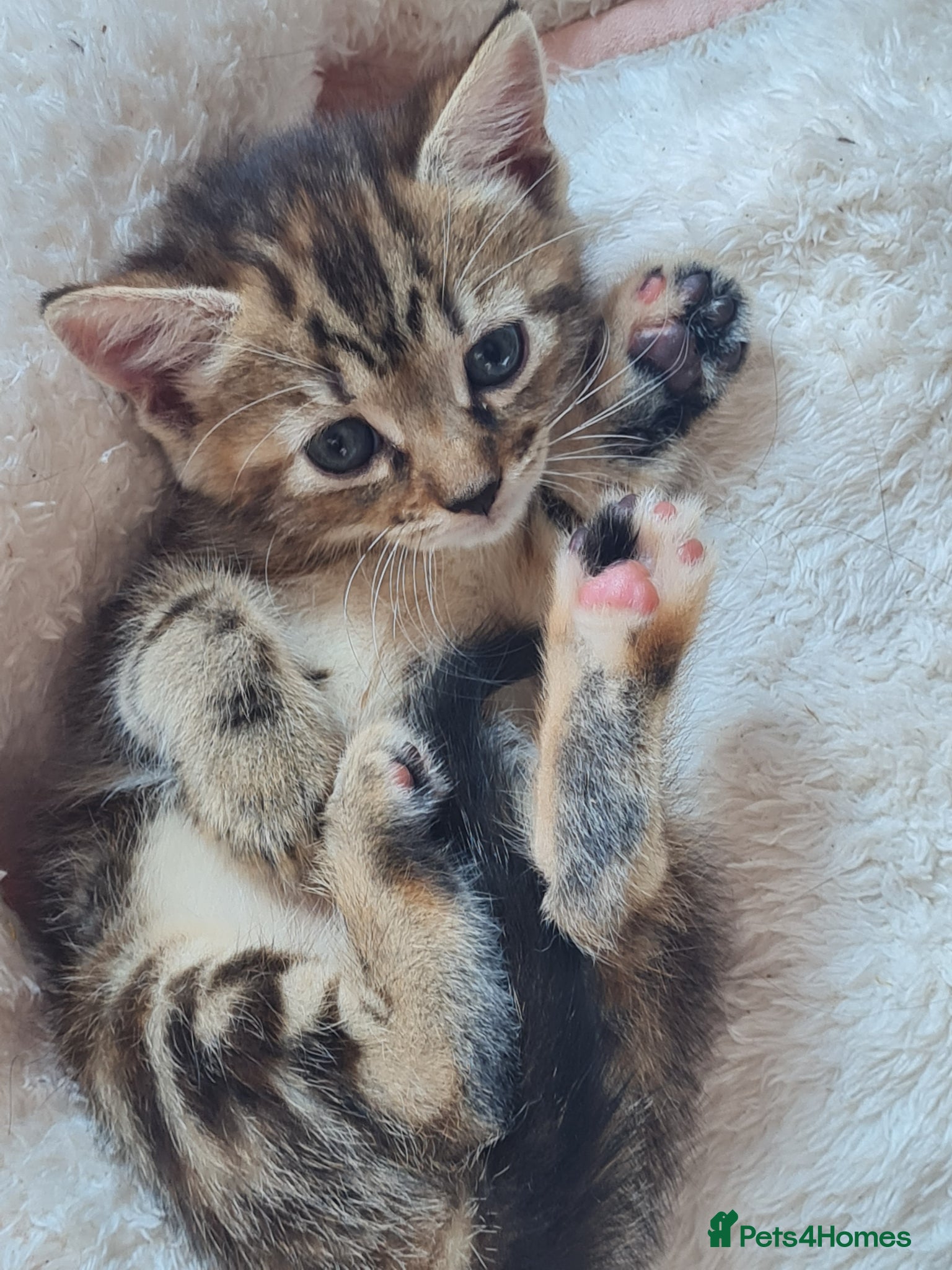 Mixed Breed cats for sale: 🐾 Beautiful Ragdoll Cross Kittens – £290 Each 🐾 in Greenford - Advert 9
