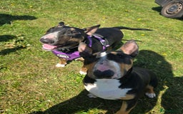 English Bull Terrier dogs for sale: Beautiful girl - Image 21