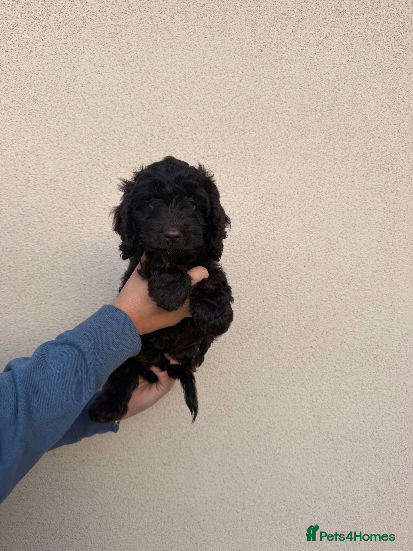 Cockapoo dogs Cockapoo female puppy ready now  - Advert 20