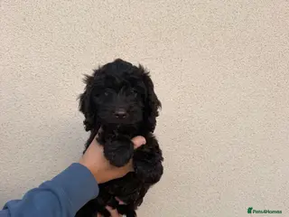 Cockapoo dogs Cockapoo female puppy ready now - Advert 2