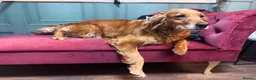 Golden Retriever dogs for sale: 🐶 DUE SOON GOLDEN RETRIEVER PUPPYS 🐶 - Advert 3