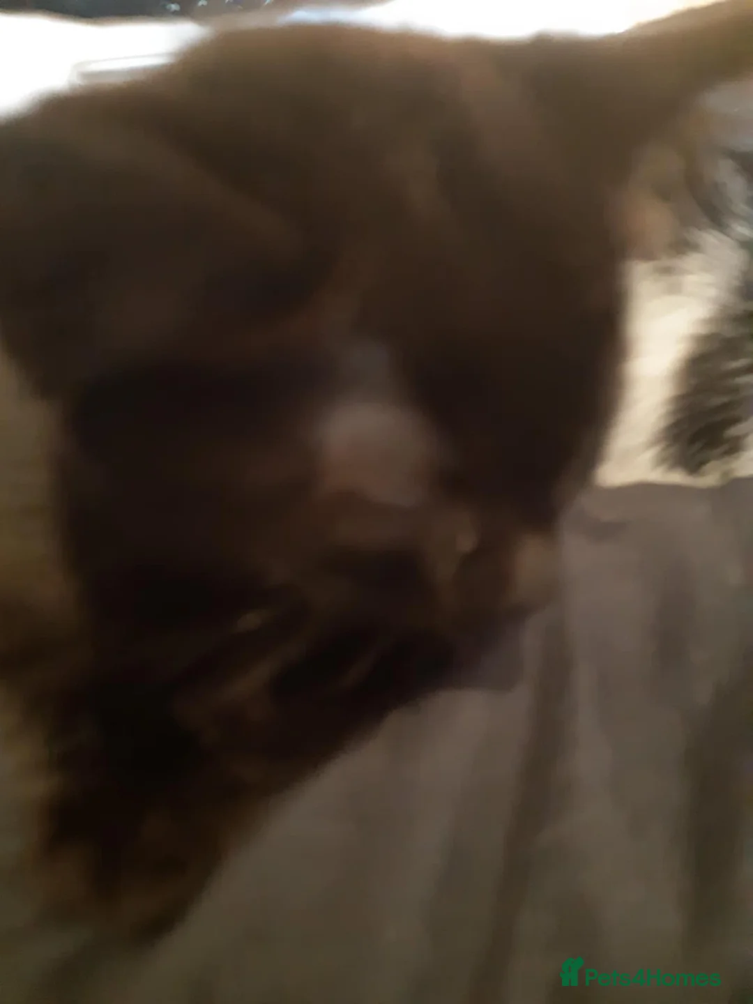 Mixed Breed cats for sale: Maine coon cross kittens - Advert 6