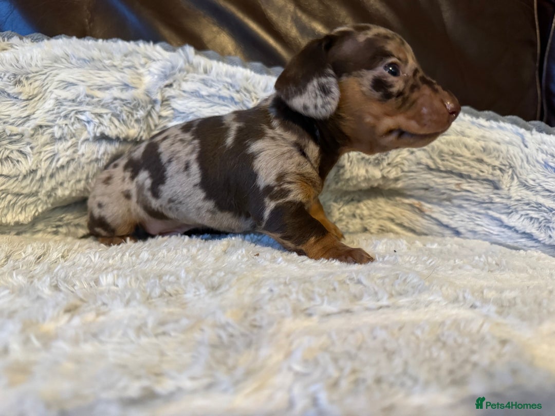 Miniature Dachshund dogs for sale: KC Chocolate Dapple Dachshund puppies - Advert 8