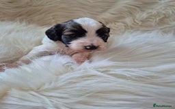 Cockapoo dogs for sale: F1B COCKAPOO PUPPIES  - Image 8