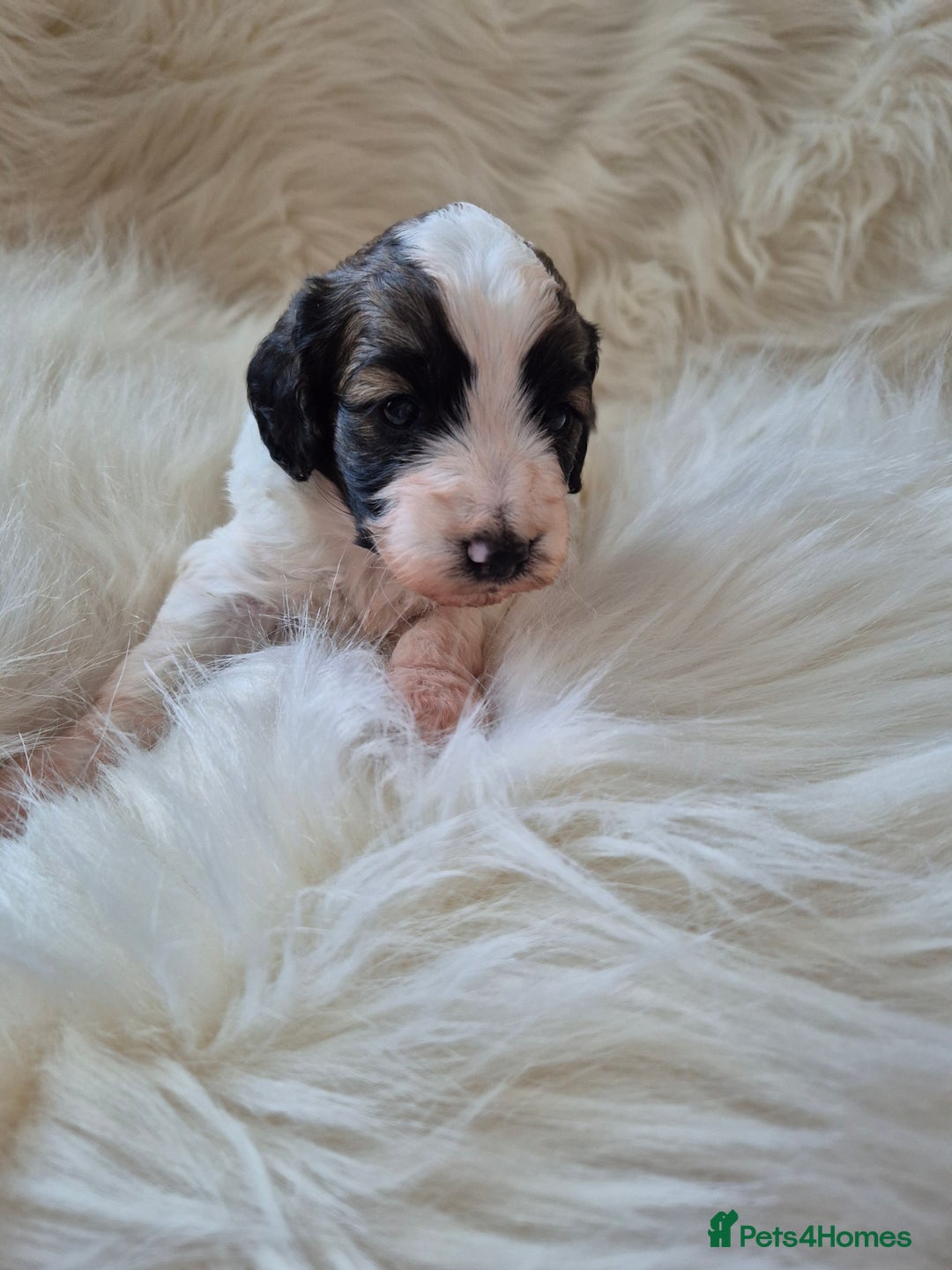 Cockapoo dogs for sale: F1B COCKAPOO PUPPIES  - Image 8