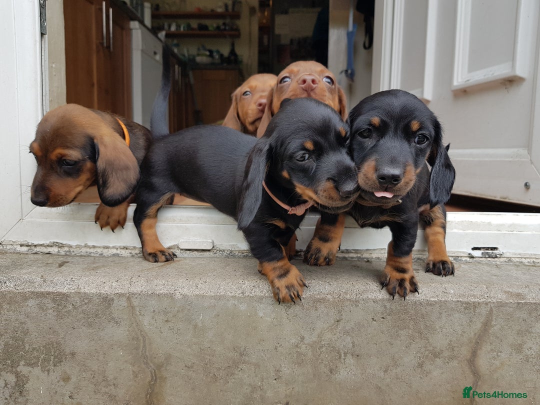 Dachshund dogs for sale: READY NOW Dachshund Puppies - Image 23