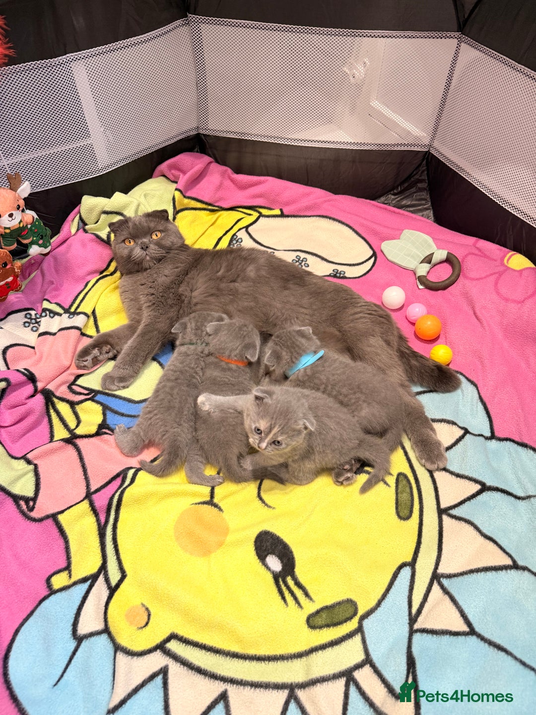 Scottish Fold cats for sale: Scotish Fold  - Advert 5