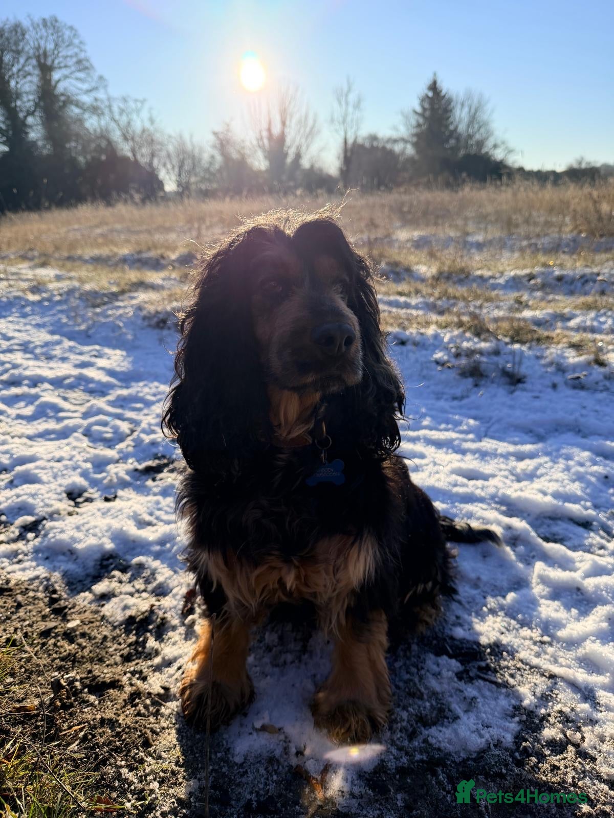 Cocker Spaniel dogs  Looking for the perfect home for our beloved Coco - Advert 3