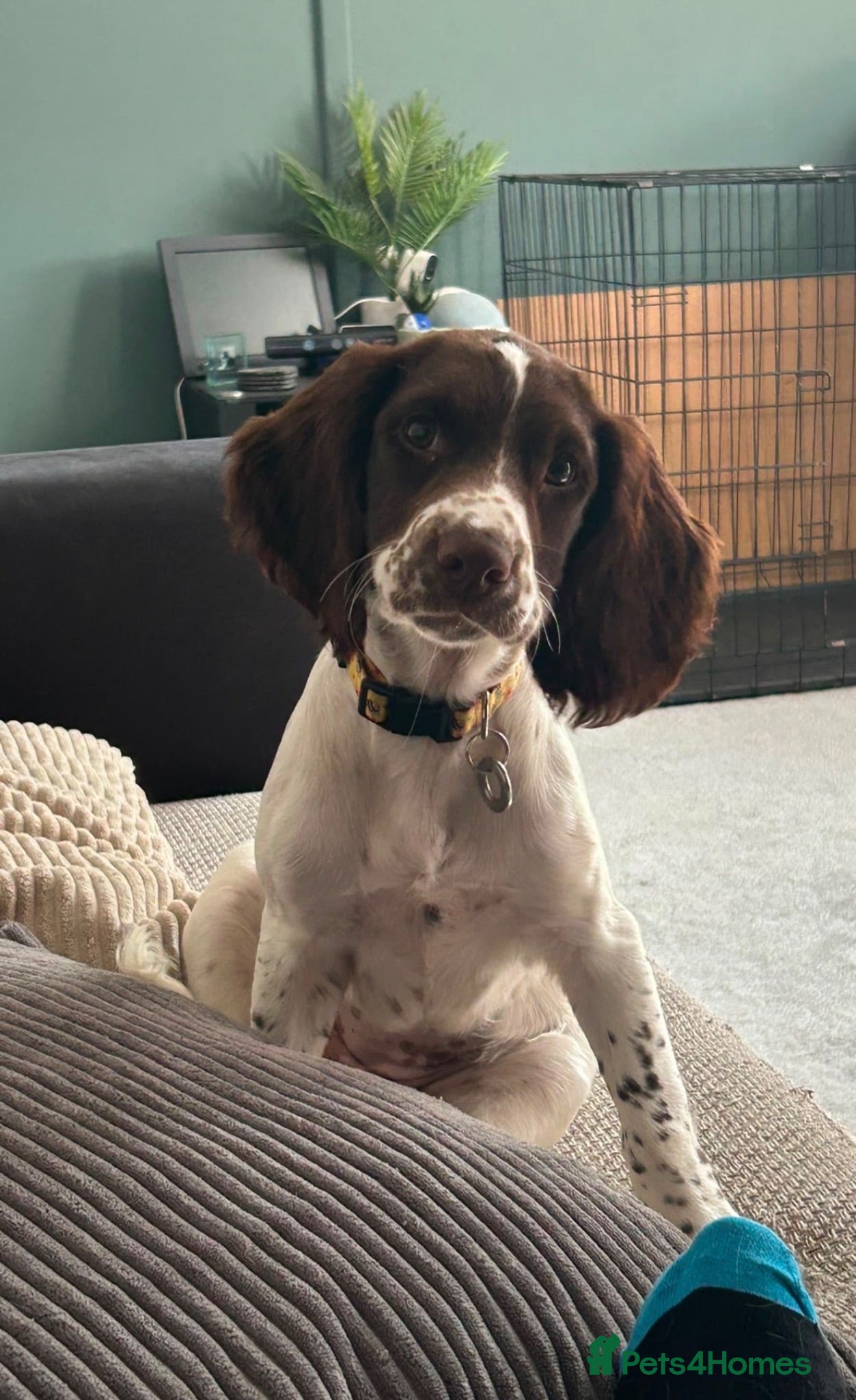English Springer Spaniel dogs Last girl 5th Gen Liver and White ESS Puppies - Advert 15