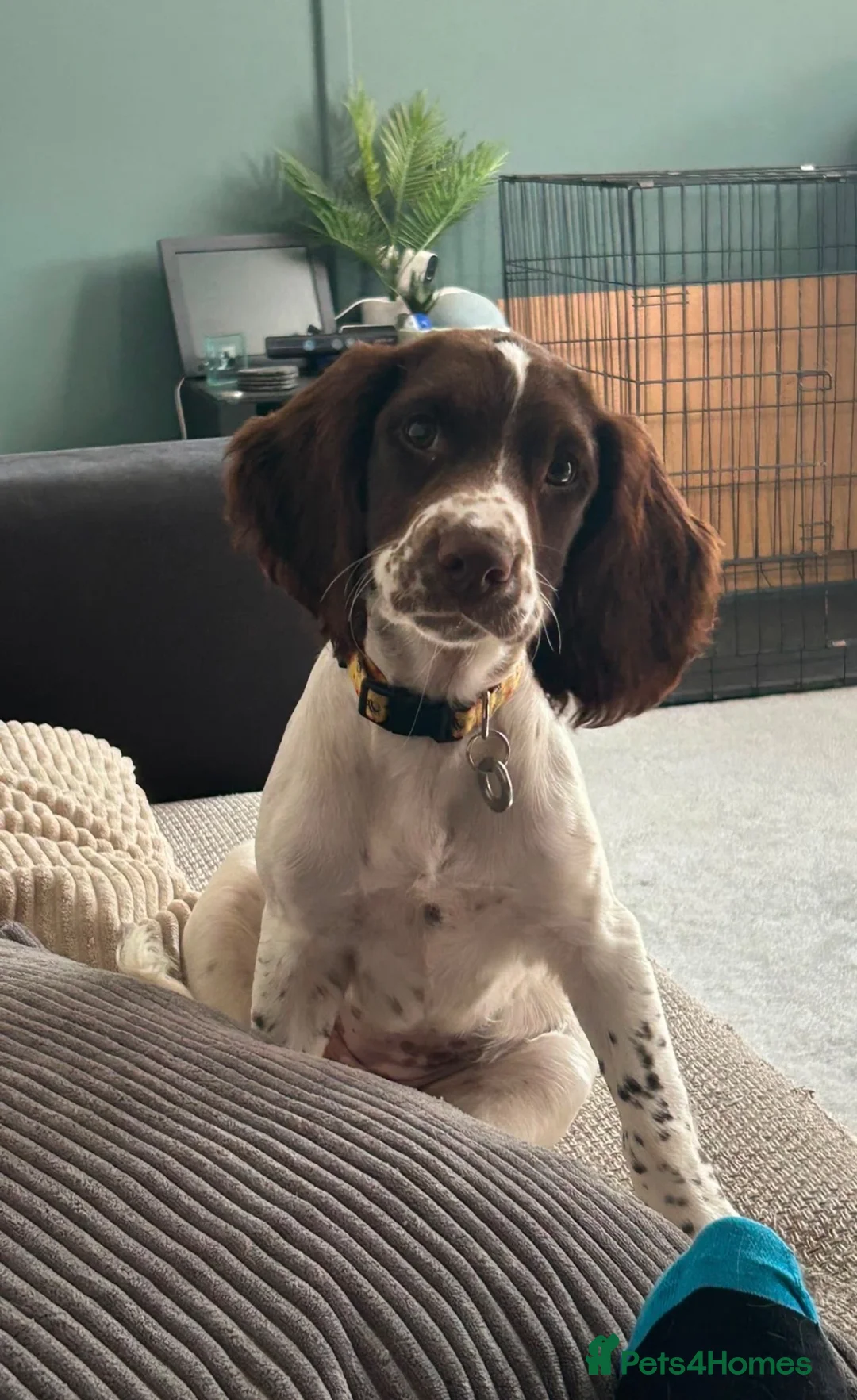 English Springer Spaniel dogs for sale: Boy 5th Gen Liver and White ESS Puppies - Advert 1