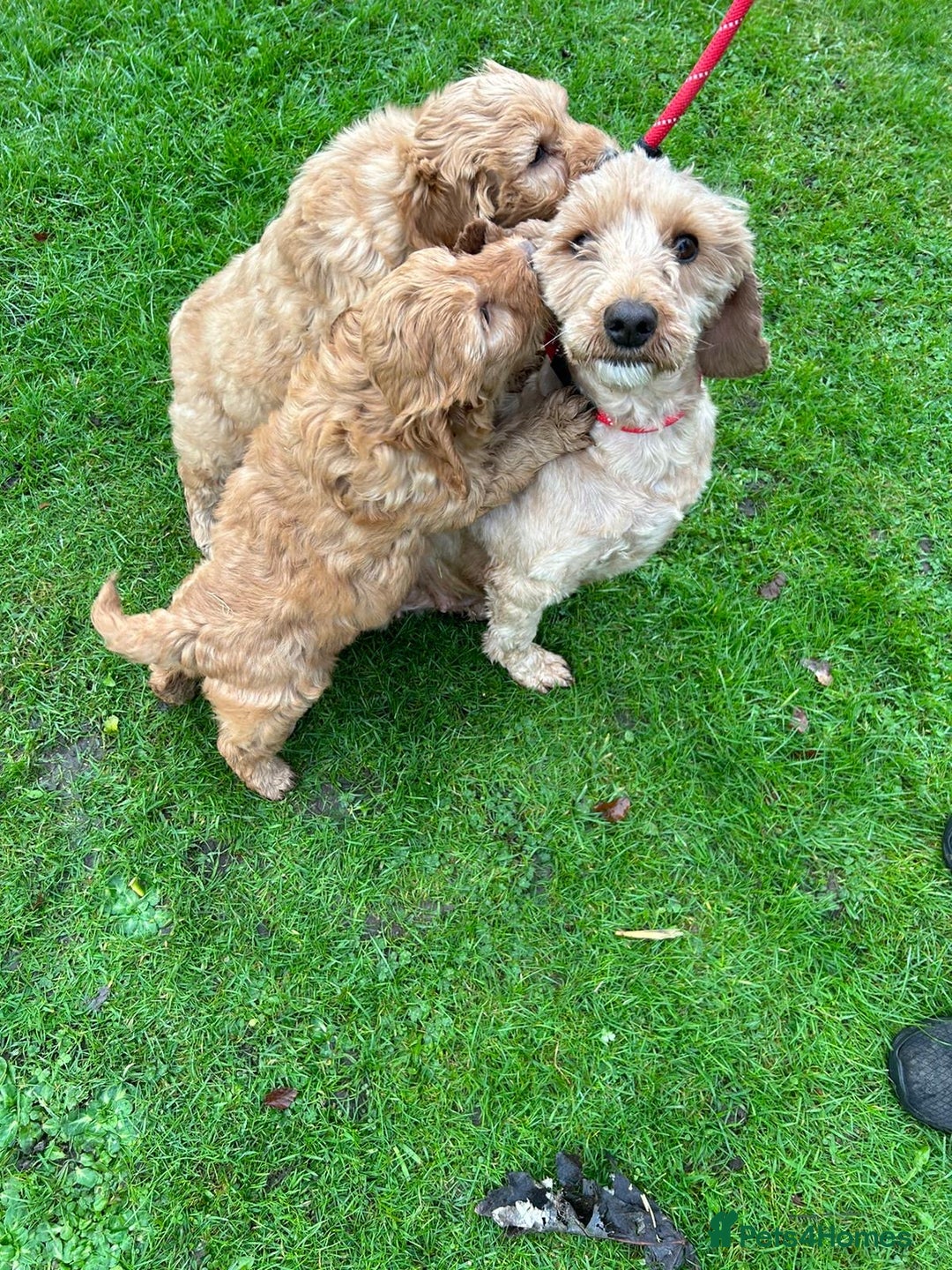 Goldendoodle dogs for sale: Two Stunning Healthy Girl Goldendoodle Puppies  - Advert 2
