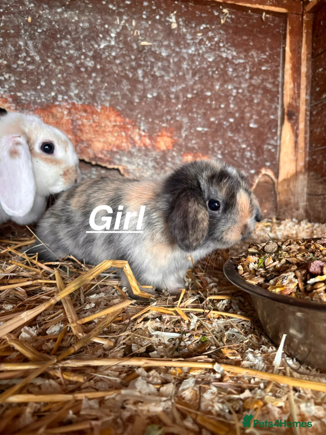 Mini Lop rabbits for sale: Mini lop for sale and pet carrier (little bag food - Advert 2