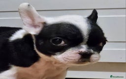 French Bulldog dogs for sale: 🩷 2 Female French Bulldog Puppies – 8 Weeks 🩷 - Advert 5