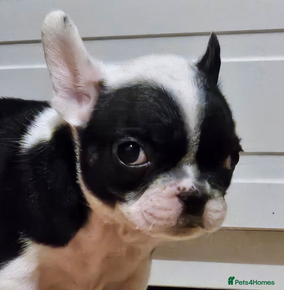 French Bulldog dogs for sale: 🩷 2 Female French Bulldog Puppies – 8 Weeks 🩷 - Advert 5