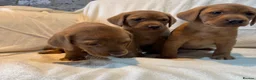 Labrador Retriever dogs for sale: Labradors FOX RED - Advert 8