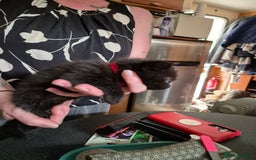 Mixed Breed cats for sale: Litter of kittens - Image 20