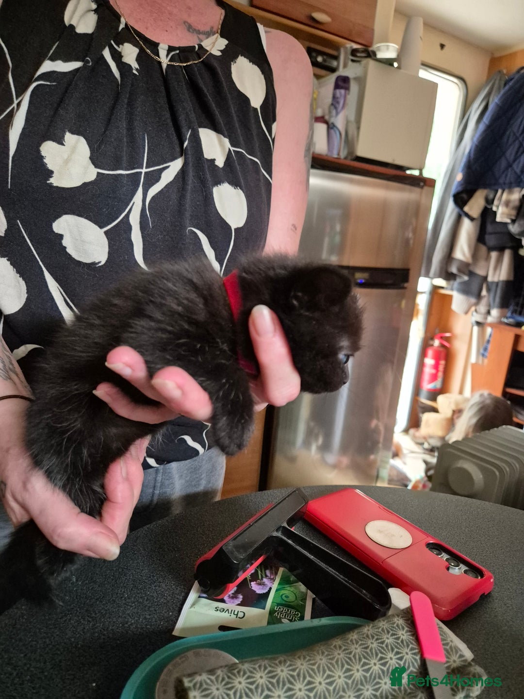 Mixed Breed cats for sale: Litter of kittens - Image 20