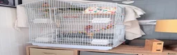Lovebirds birds for sale: Pair of lovebirds  - Advert 6