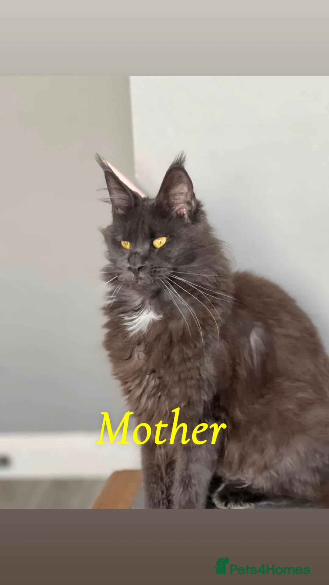 Maine Coon cats for sale: Maine Coon kittens  - Advert 5