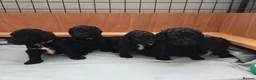Shihpoo dogs for sale: F1b shihpoo puppies 1 girl left - Advert 6