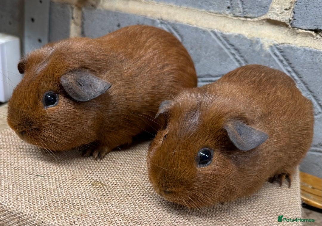 Guinea Pig rodents for sale: Bonded baby guinea pig boys for sale - Advert 1