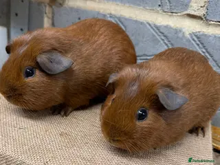Guinea Pig rodents Bonded baby guinea pig boys for sale - Advert 17