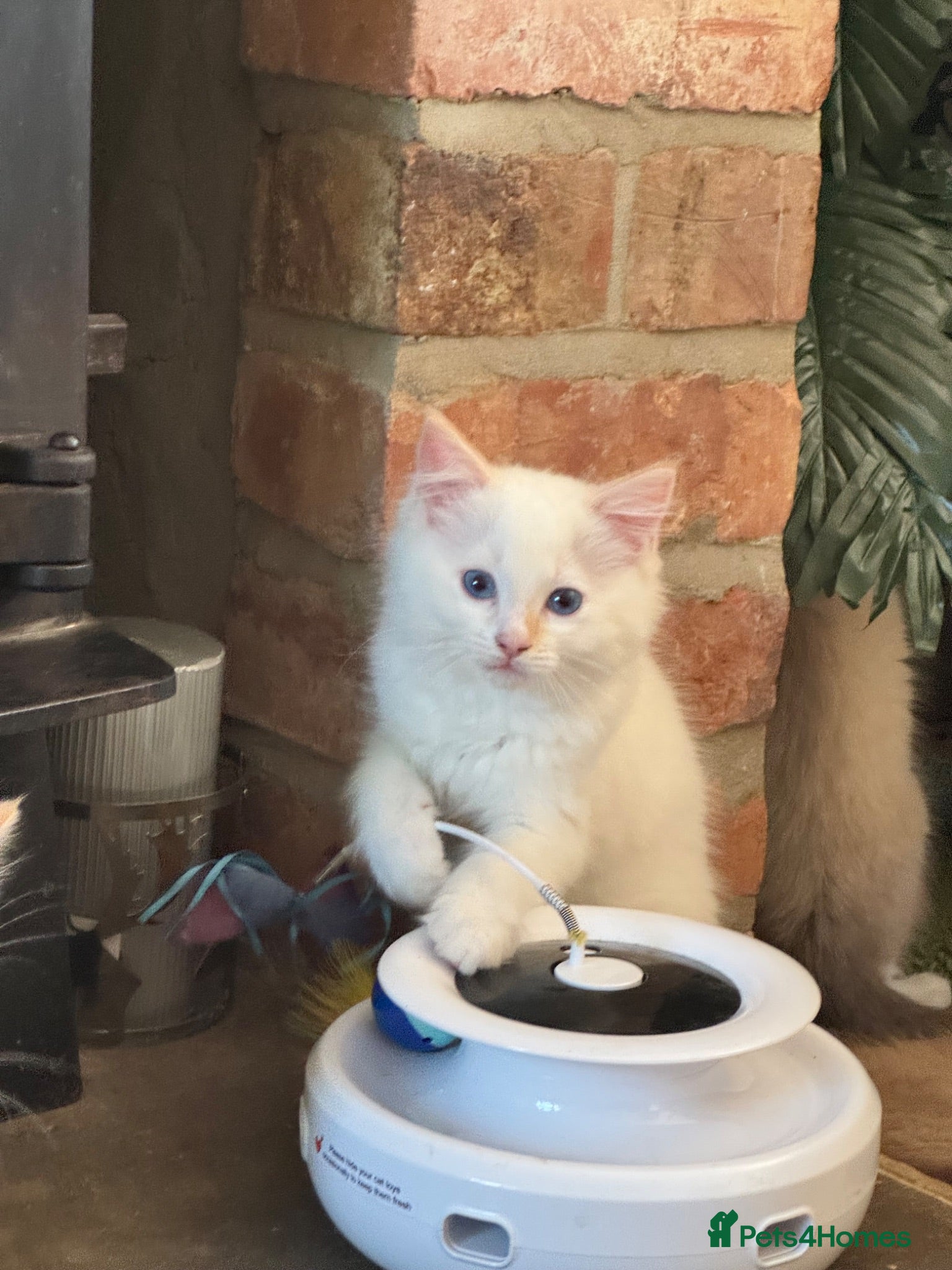 Ragdoll cats ⭐️Pure Bred and Health tested⭐️  - Advert 2