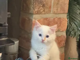 Ragdoll cats ⭐️Pure Bred and Health tested⭐️ - Advert 2