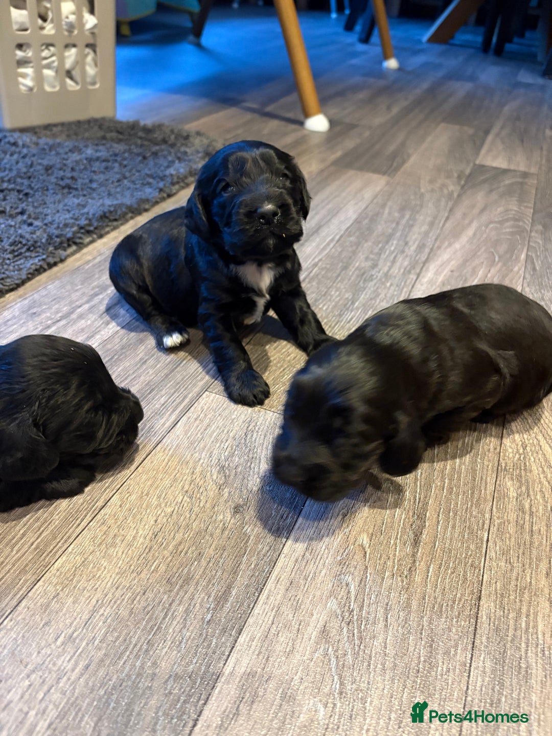 Cocker Spaniel dogs for sale: Beautiful show/working cocker spaniels 🐶🐾 - Advert 13