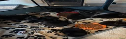 Mixed Breed cats for sale: Mixed gender black kittens for sale  - Advert 4