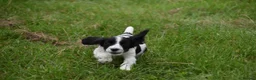 Cocker Spaniel dogs for sale: Mixed colour litter of working cockers  - Advert 11