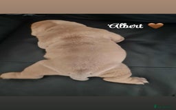 English Bulldog dogs for sale: English bulldog puppies  - Image 3