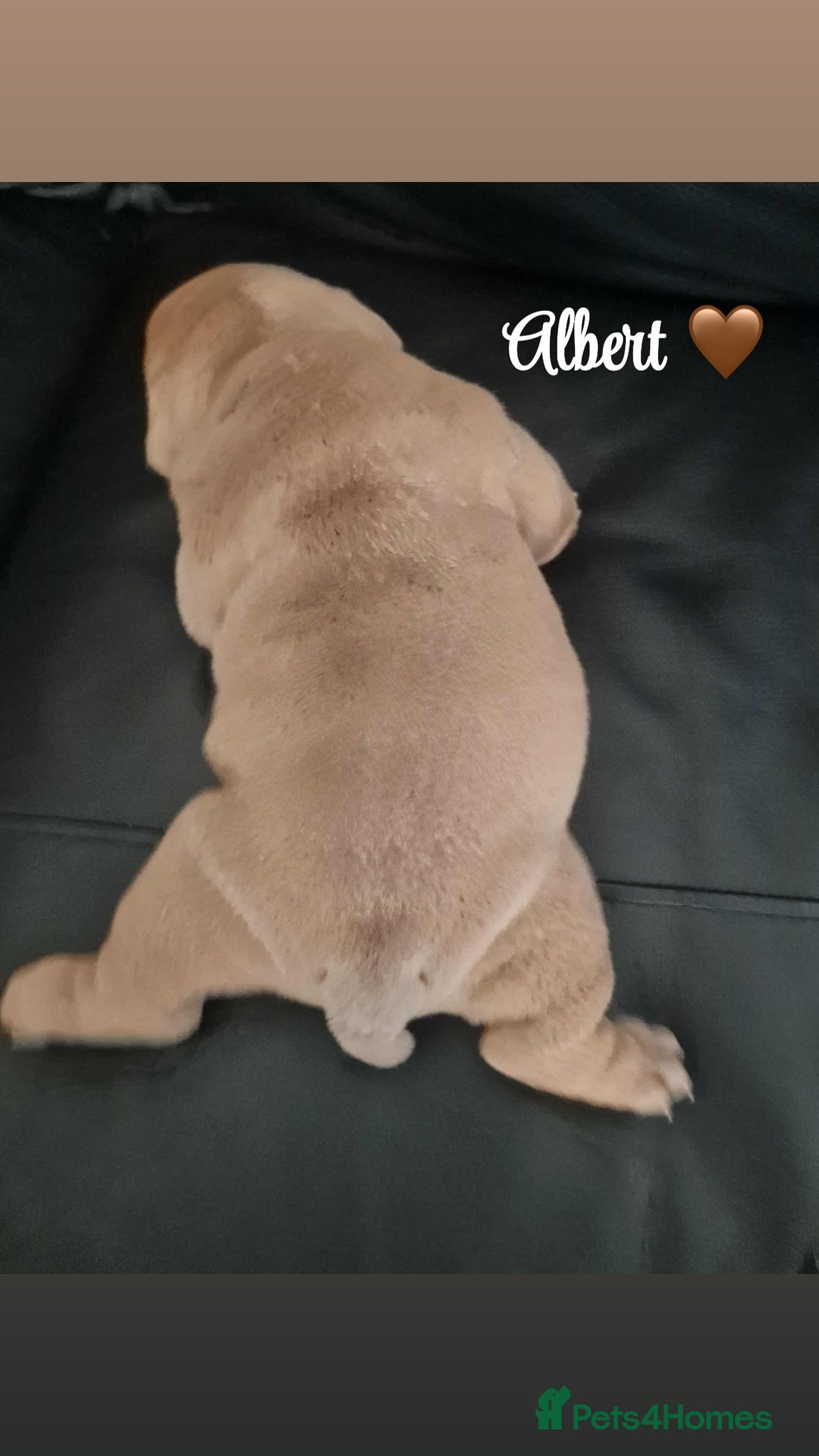 English Bulldog dogs for sale: English bulldog puppies  - Image 3