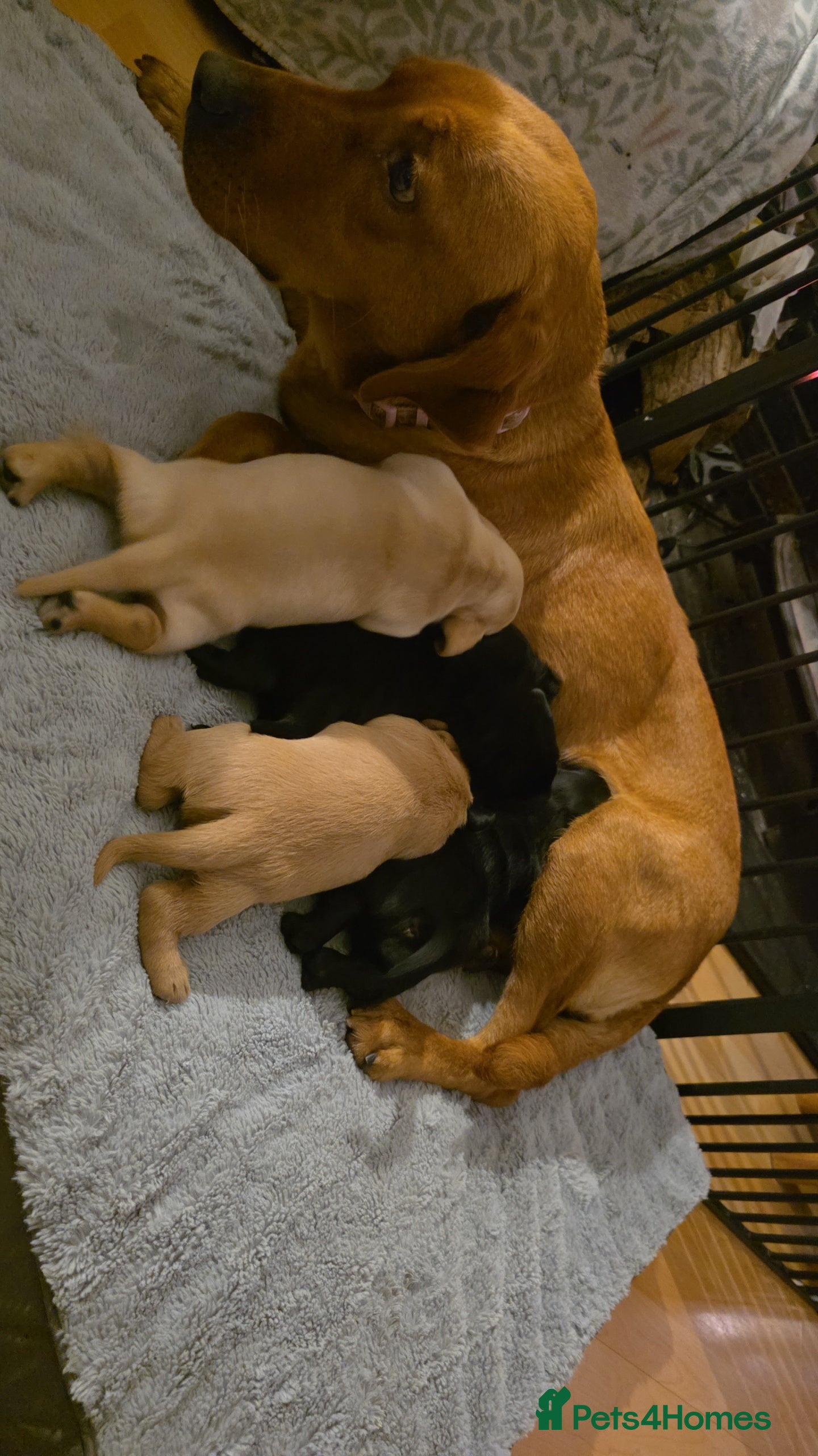 Mixed Breed dogs Dashador puppies  - Advert 5